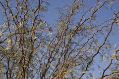 Prosopis glandulosa
