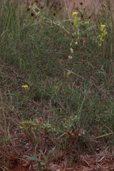 Biscutella laevigata