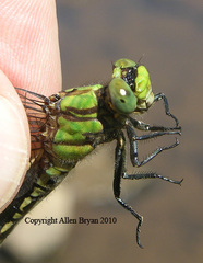 Ophiogomphus mainensis