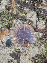 Cyanea capillata