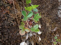 Fragaria virginiana