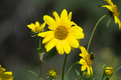 Helianthus nuttallii