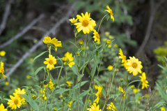 Helianthus nuttallii