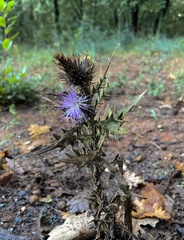 Cirsium vulgare