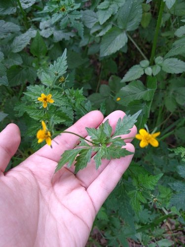 Image of Bidens bigelovii by (c) Jordi Martínez Martínez, some rights reserved (CC BY)