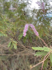 Mimosa verrucosa