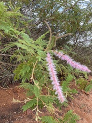 Mimosa verrucosa