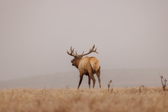 Cervus canadensis nannodes