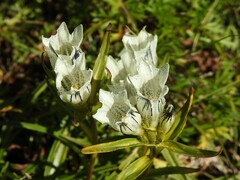 Gentiana algida