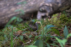 Microtus pennsylvanicus