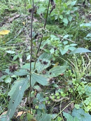 Geum