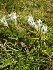 Gentiana algida