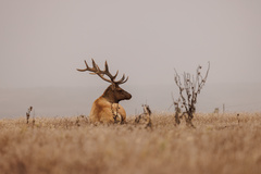 Cervus canadensis nannodes