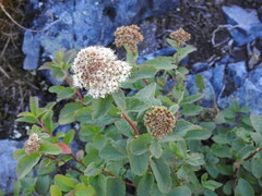Spiraea stevenii