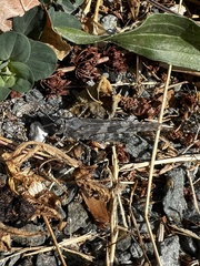 Trimerotropis fontana