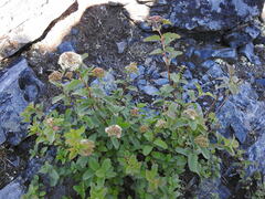 Spiraea stevenii