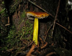 Hygrocybe conica