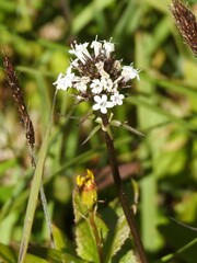 Valeriana capitata