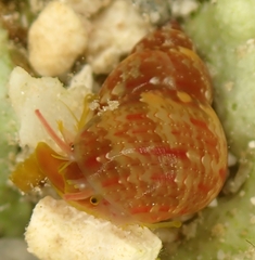 Phasianella solida