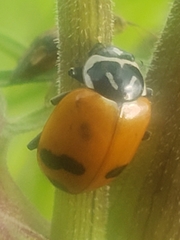 Hippodamia glacialis