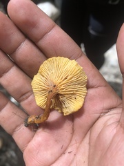 Cantharellus