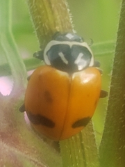 Hippodamia glacialis