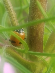 Hippodamia glacialis