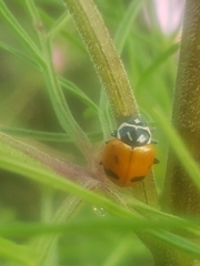 Hippodamia glacialis