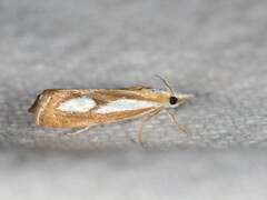 Catoptria mytilella