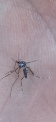 Aedes albopictus