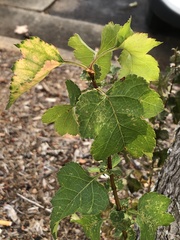 Crataegus marshallii