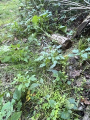Geum