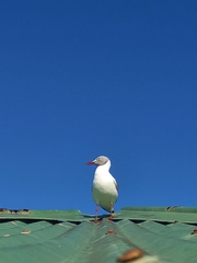 Chroicocephalus cirrocephalus