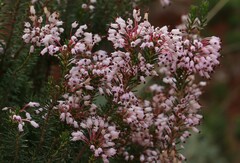 Erica multiflora