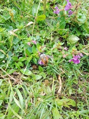 Xylocopa tabaniformis azteca