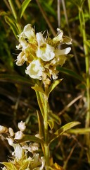 Sideritis hyssopifolia