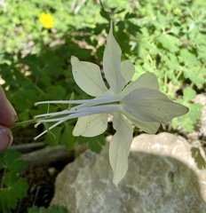 Aquilegia