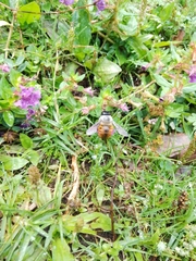 Xylocopa tabaniformis azteca