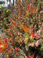 Castilleja integrifolia