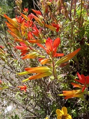 Castilleja integrifolia