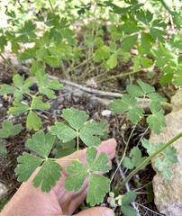 Aquilegia