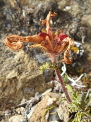 Pedicularis capitata