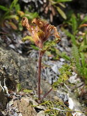 Pedicularis capitata
