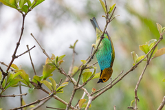 Tangara cyanoventris