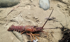 Panulirus interruptus