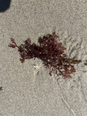 Microcladia coulteri