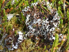 Masonhalea richardsonii