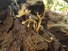 Ophiocordyceps sphecocephala