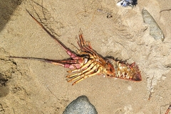 Panulirus interruptus