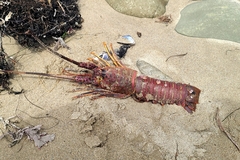 Panulirus interruptus